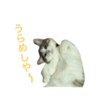 わさびスタンプつー！（個別スタンプ：3）