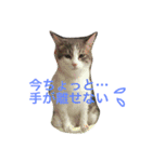 わさびスタンプつー！（個別スタンプ：6）