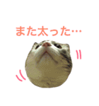 わさびスタンプつー！（個別スタンプ：13）