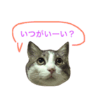 わさびスタンプつー！（個別スタンプ：17）