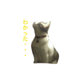 わさびスタンプつー！（個別スタンプ：18）