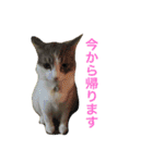 わさびスタンプつー！（個別スタンプ：19）