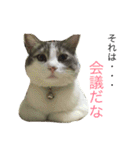 わさびスタンプつー！（個別スタンプ：20）