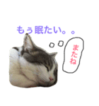 わさびスタンプつー！（個別スタンプ：21）