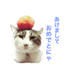 わさびスタンプつー！（個別スタンプ：24）