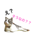 わさびスタンプつー！（個別スタンプ：30）