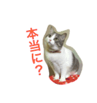 わさびスタンプつー！（個別スタンプ：31）
