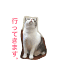 わさびスタンプつー！（個別スタンプ：40）