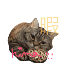 こたまさんの日常（個別スタンプ：13）