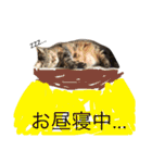 こたまさんの日常（個別スタンプ：20）