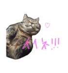 こたまさんの日常（個別スタンプ：31）