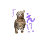 こたまさんの日常（個別スタンプ：33）