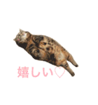 こたまさんの日常（個別スタンプ：34）