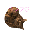 こたまさんの日常（個別スタンプ：36）