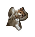 我が家のかわいこちゃん（個別スタンプ：2）