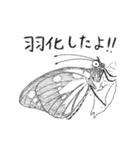 ゴマダラチョウ（個別スタンプ：32）