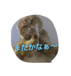 まーくん。（個別スタンプ：1）