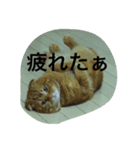 まーくん。（個別スタンプ：5）