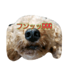ししまる3（個別スタンプ：2）