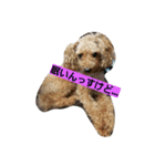ししまる3（個別スタンプ：7）