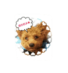 ししまる3（個別スタンプ：12）