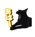 猫に萌える日常（個別スタンプ：1）