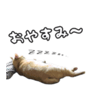 猫に萌える日常（個別スタンプ：2）