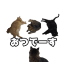 猫に萌える日常（個別スタンプ：3）