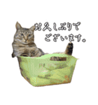 猫に萌える日常（個別スタンプ：4）