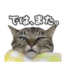 猫に萌える日常（個別スタンプ：5）