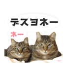 猫に萌える日常（個別スタンプ：6）