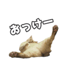 猫に萌える日常（個別スタンプ：8）