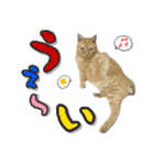 猫に萌える日常（個別スタンプ：9）