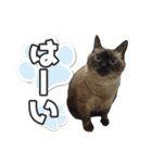 猫に萌える日常（個別スタンプ：10）