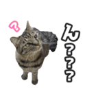 猫に萌える日常（個別スタンプ：11）