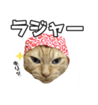 猫に萌える日常（個別スタンプ：13）