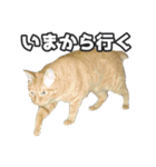 猫に萌える日常（個別スタンプ：14）