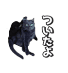 猫に萌える日常（個別スタンプ：15）