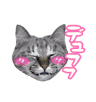 猫に萌える日常（個別スタンプ：16）