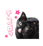 猫に萌える日常（個別スタンプ：17）