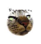 猫に萌える日常（個別スタンプ：18）