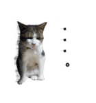 猫に萌える日常（個別スタンプ：19）