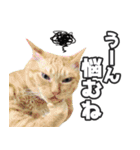 猫に萌える日常（個別スタンプ：22）