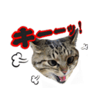 猫に萌える日常（個別スタンプ：26）