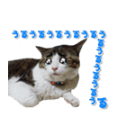 猫に萌える日常（個別スタンプ：27）