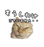 猫に萌える日常（個別スタンプ：28）