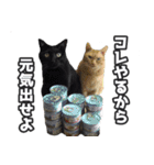 猫に萌える日常（個別スタンプ：29）