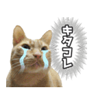猫に萌える日常（個別スタンプ：31）