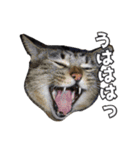 猫に萌える日常（個別スタンプ：32）
