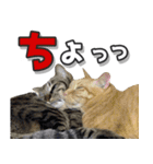 猫に萌える日常（個別スタンプ：33）